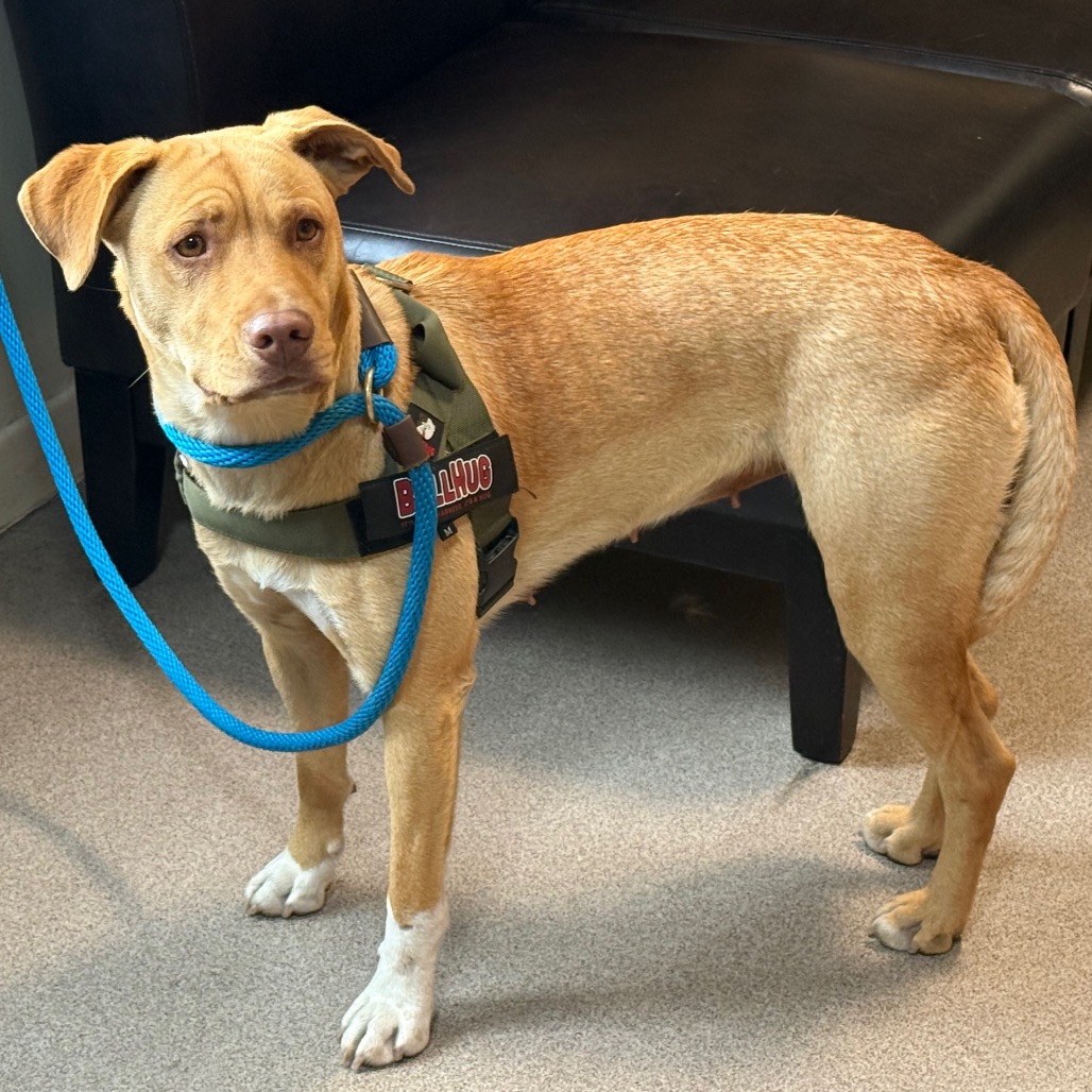 Carolina Dog