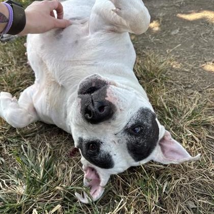 Diamond — thumbnail 10