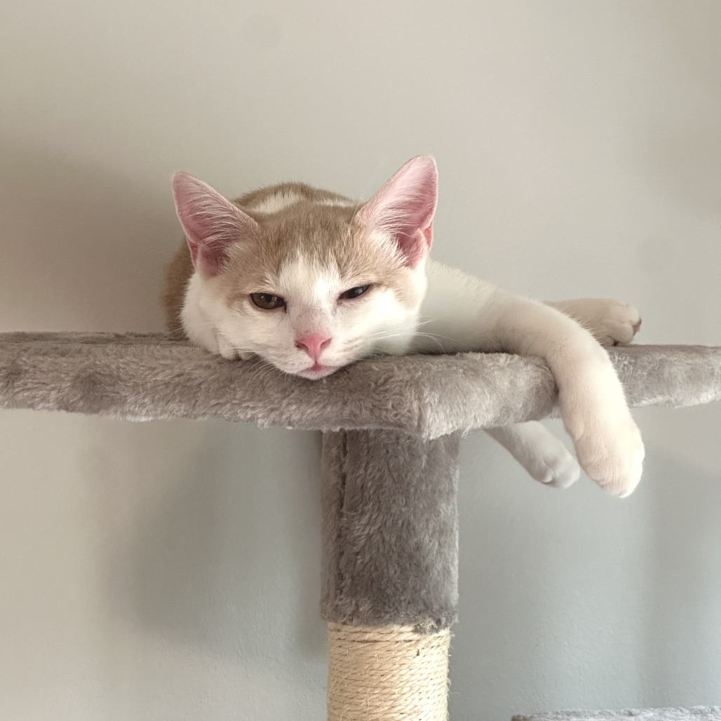 Jinx, photo 5