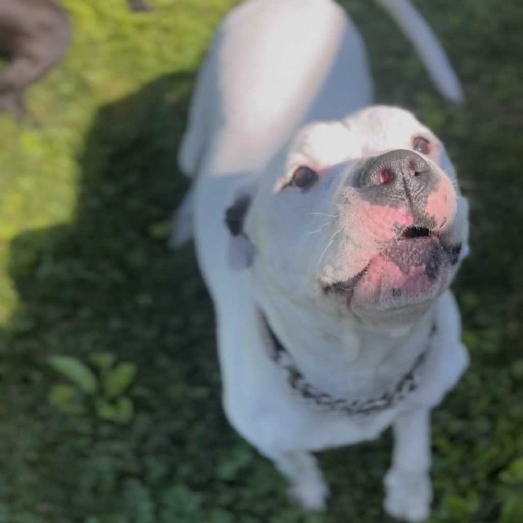 Hank