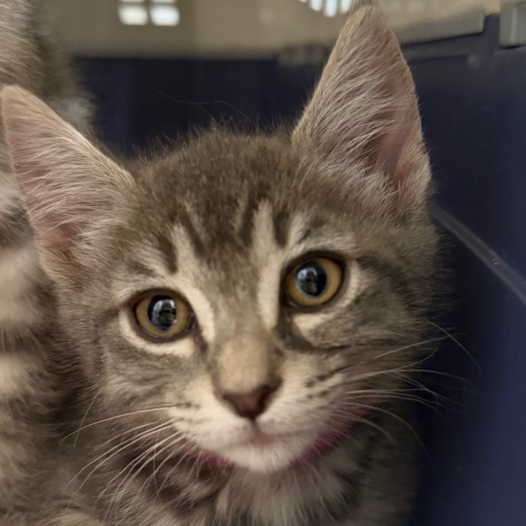 DAPHNE (PINK) - Domestic Shorthair / Mix available for adoption