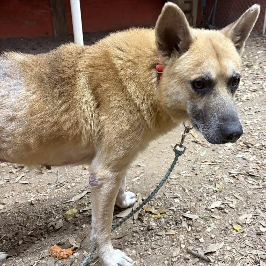 Big Chief — thumbnail 10