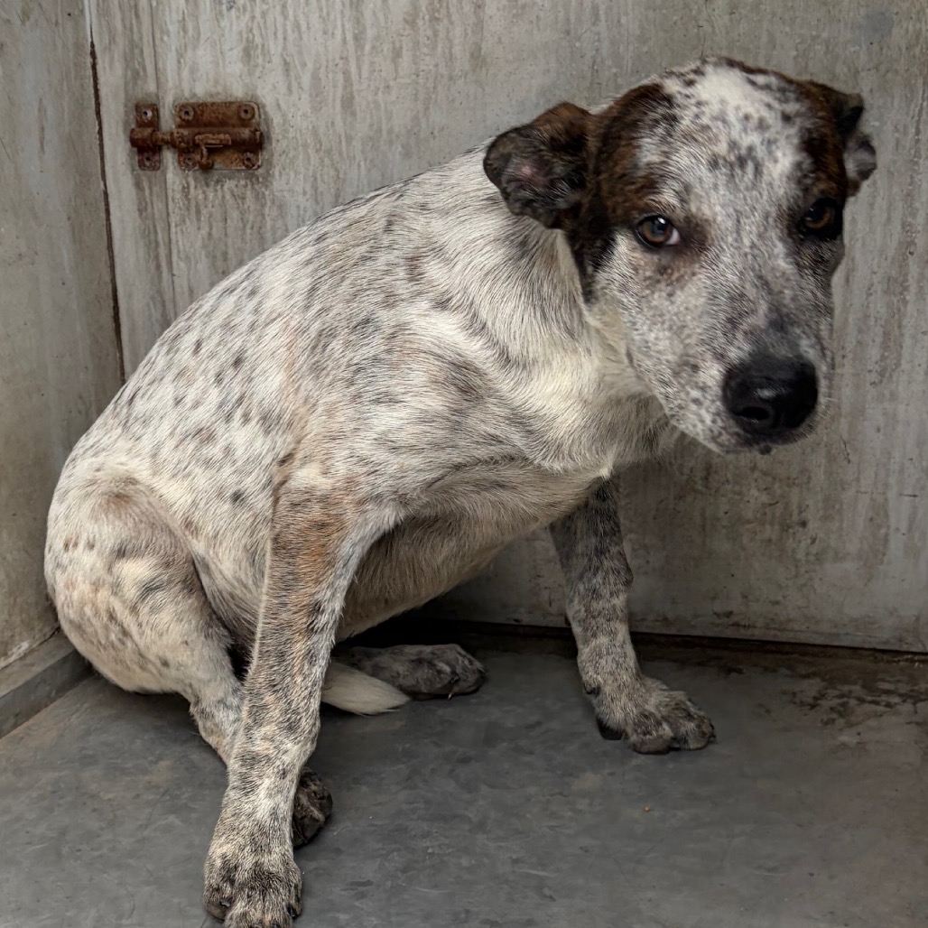 ABE - American Blue Heeler / Mixed Breed (Medium) available for adoption