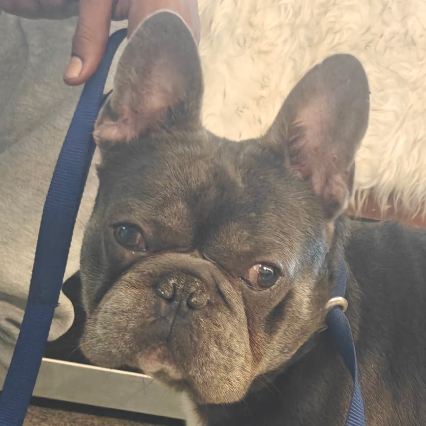 Angelito — thumbnail 2