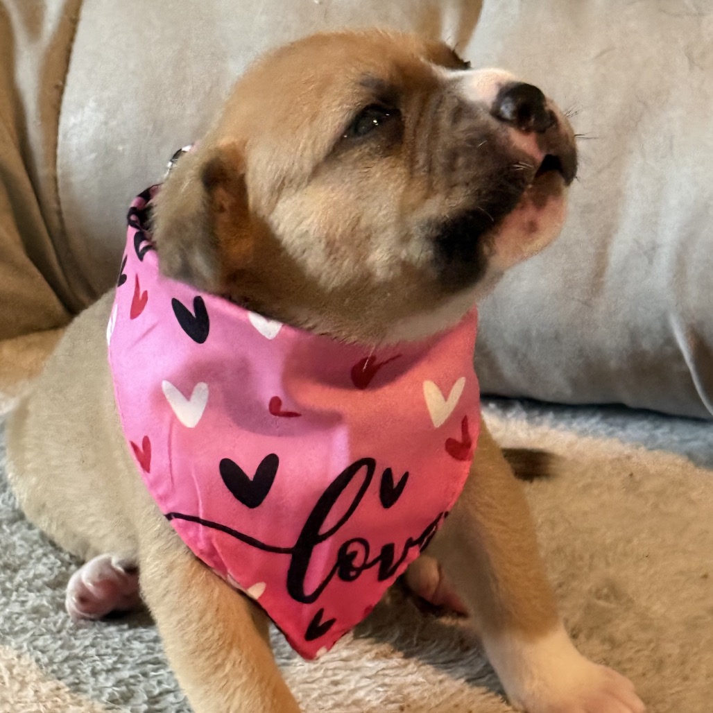 Schroeder — thumbnail 2