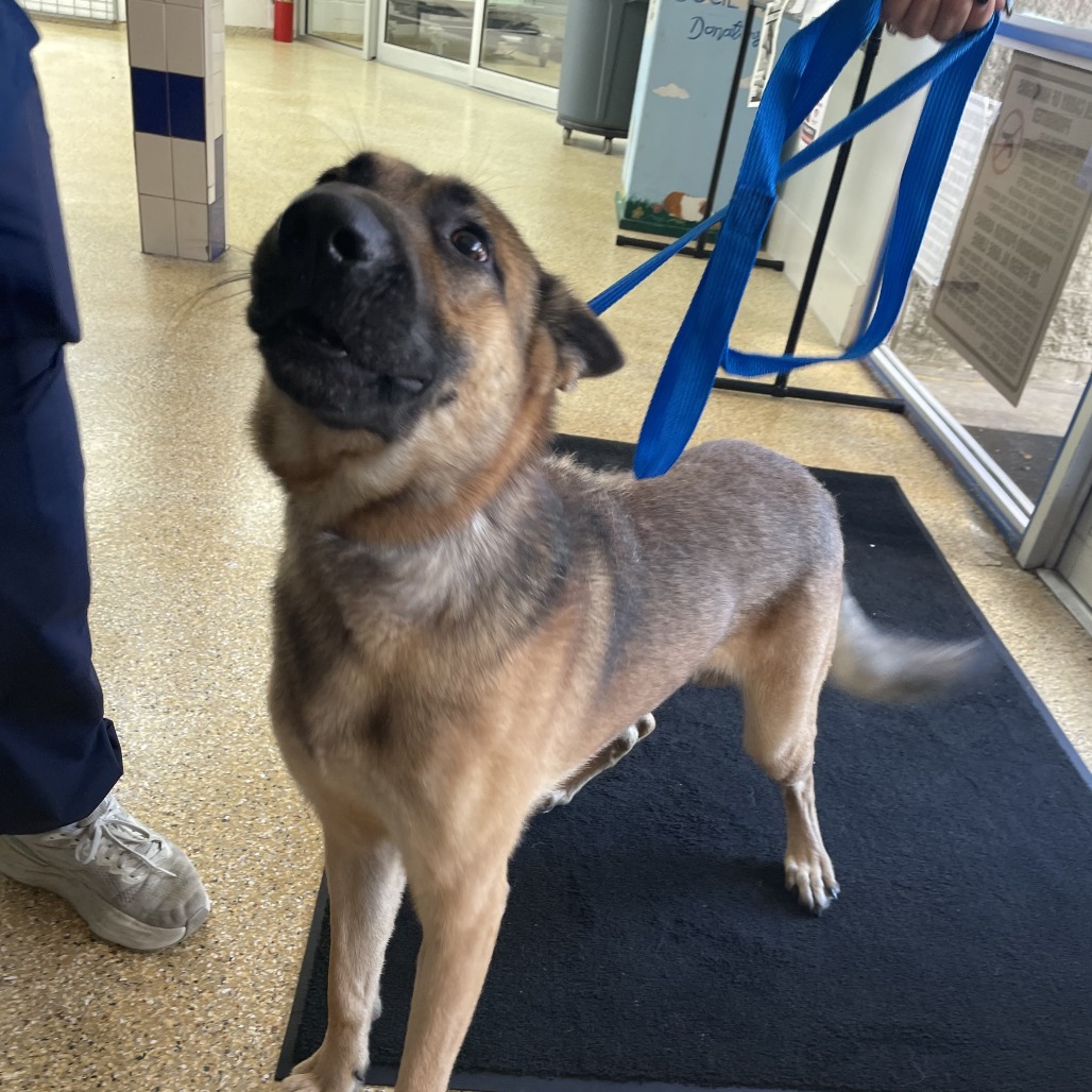 EDNA DOG 3 - Unknown available for adoption
