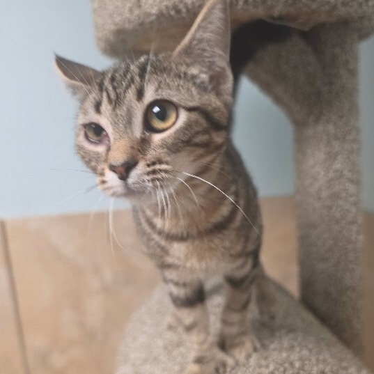 BUTTONS - Domestic Shorthair / Mix available for adoption