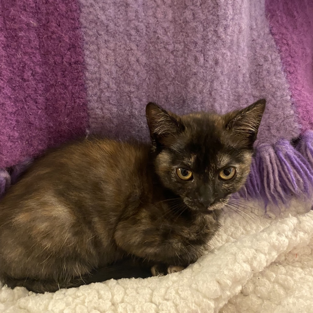SELLENE - Domestic Shorthair for adoption in Sandy Springs