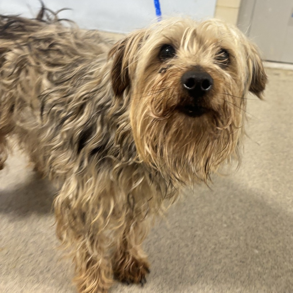 OREO - Terrier, Yorkshire, Yorkie / Mixed Breed (Small) available for adoption