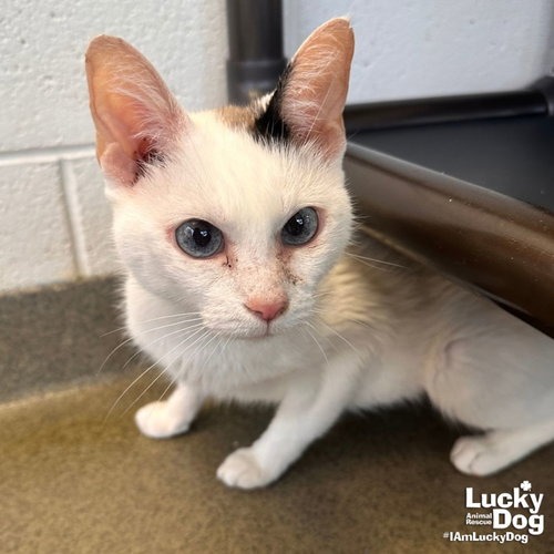 MIMSY - Domestic Shorthair available for adoption