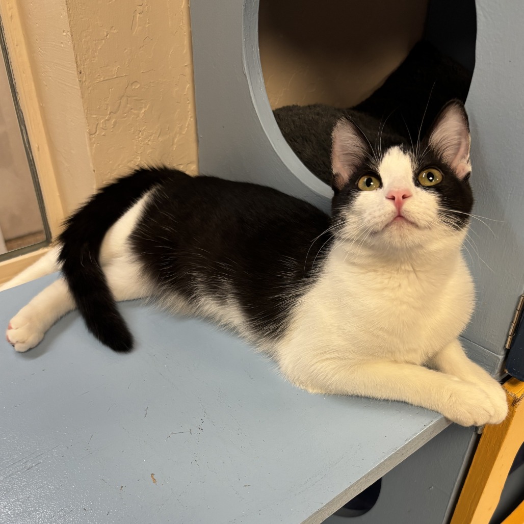 AMBI - Domestic Medium Hair available for adoption