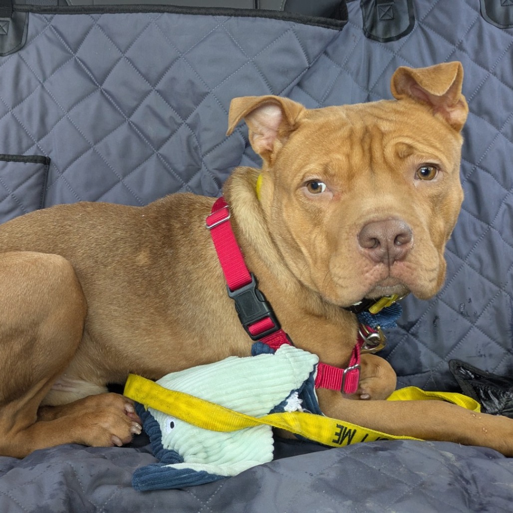 Photo of Minestrone 8