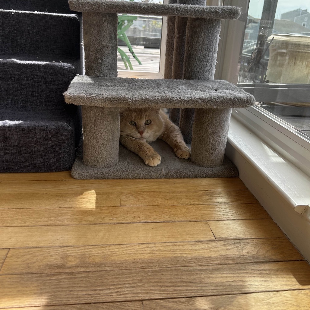 HONEY BEAR, photo 2