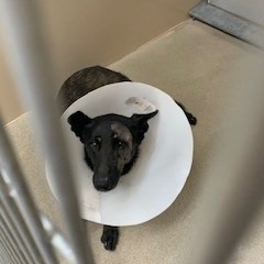 Kennel#16's preview photo