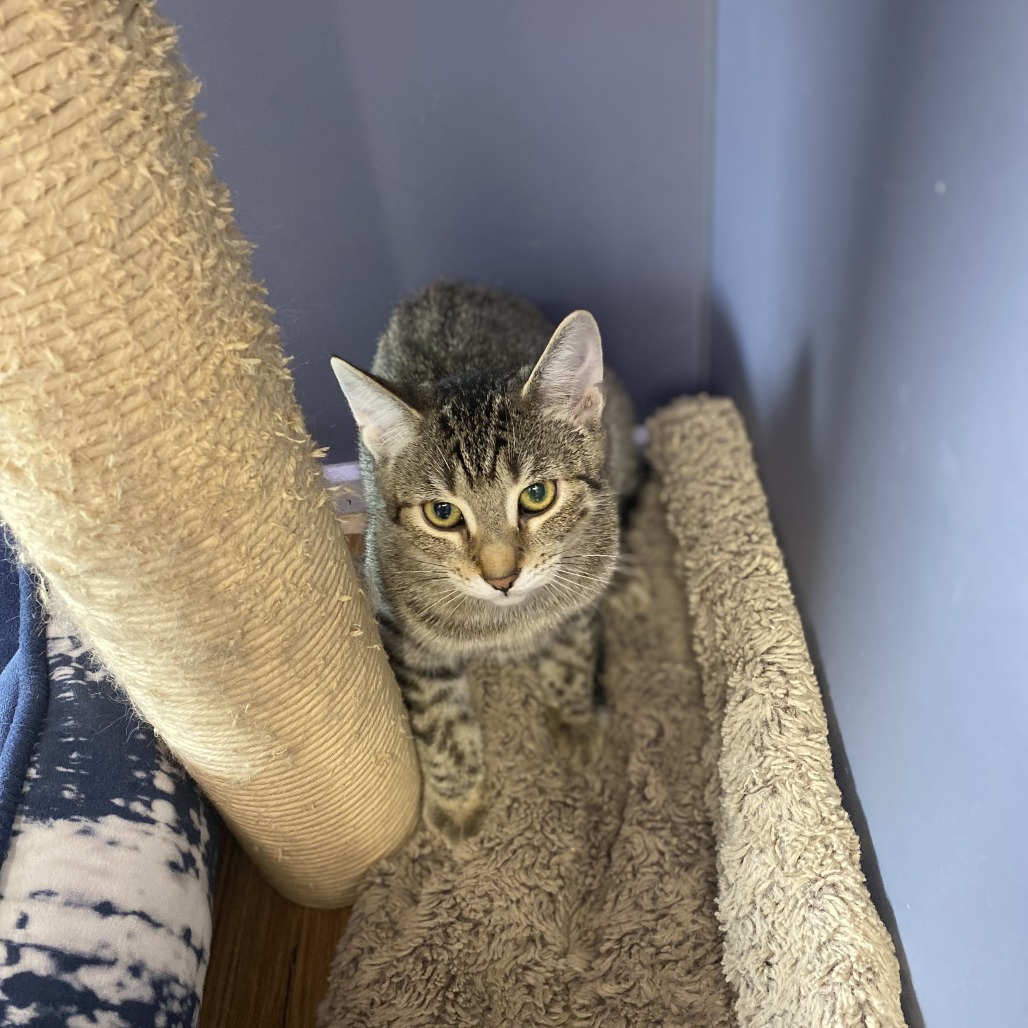 Willow is available for adoption at Burlington Humane Society