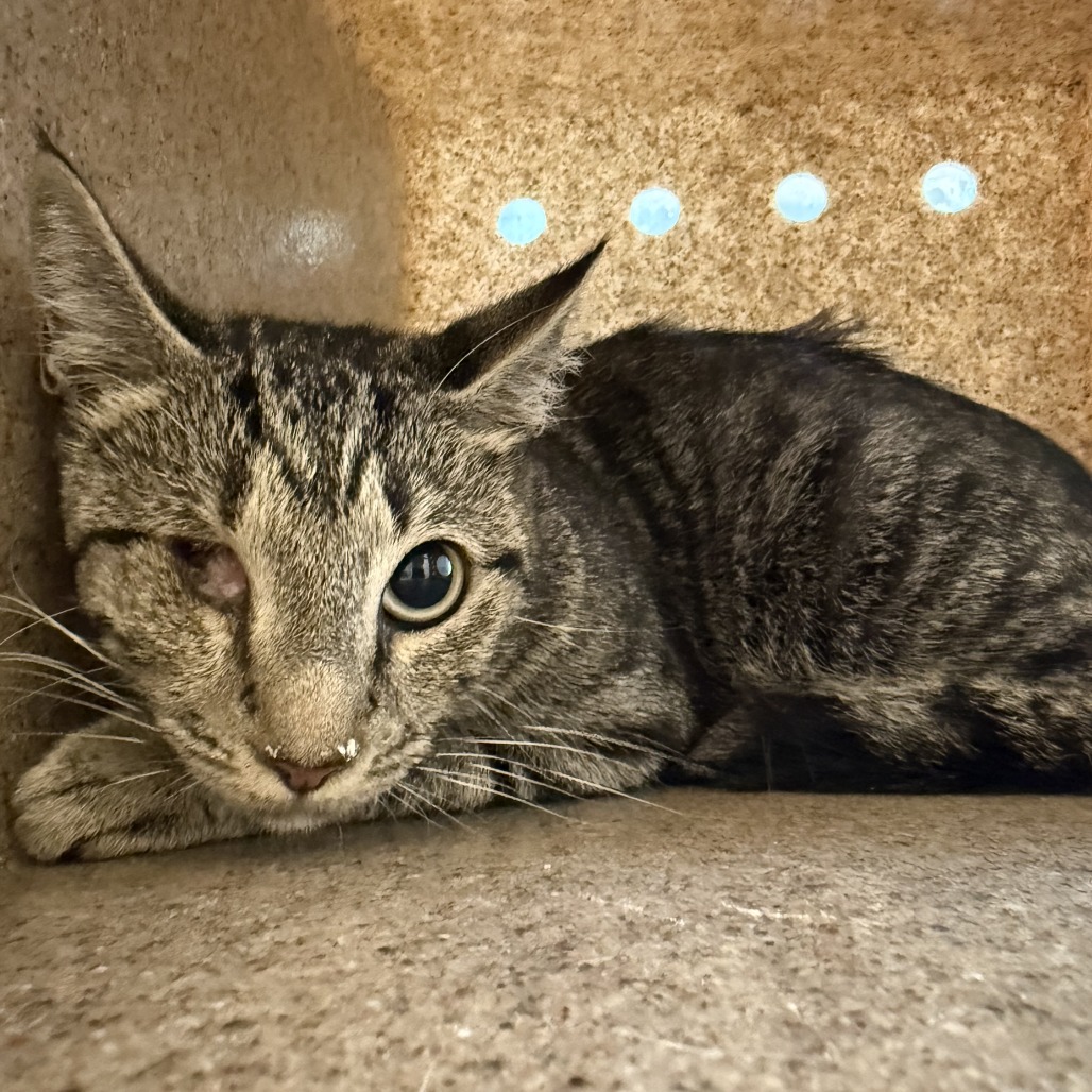 Tusc Wildlife 81440 2