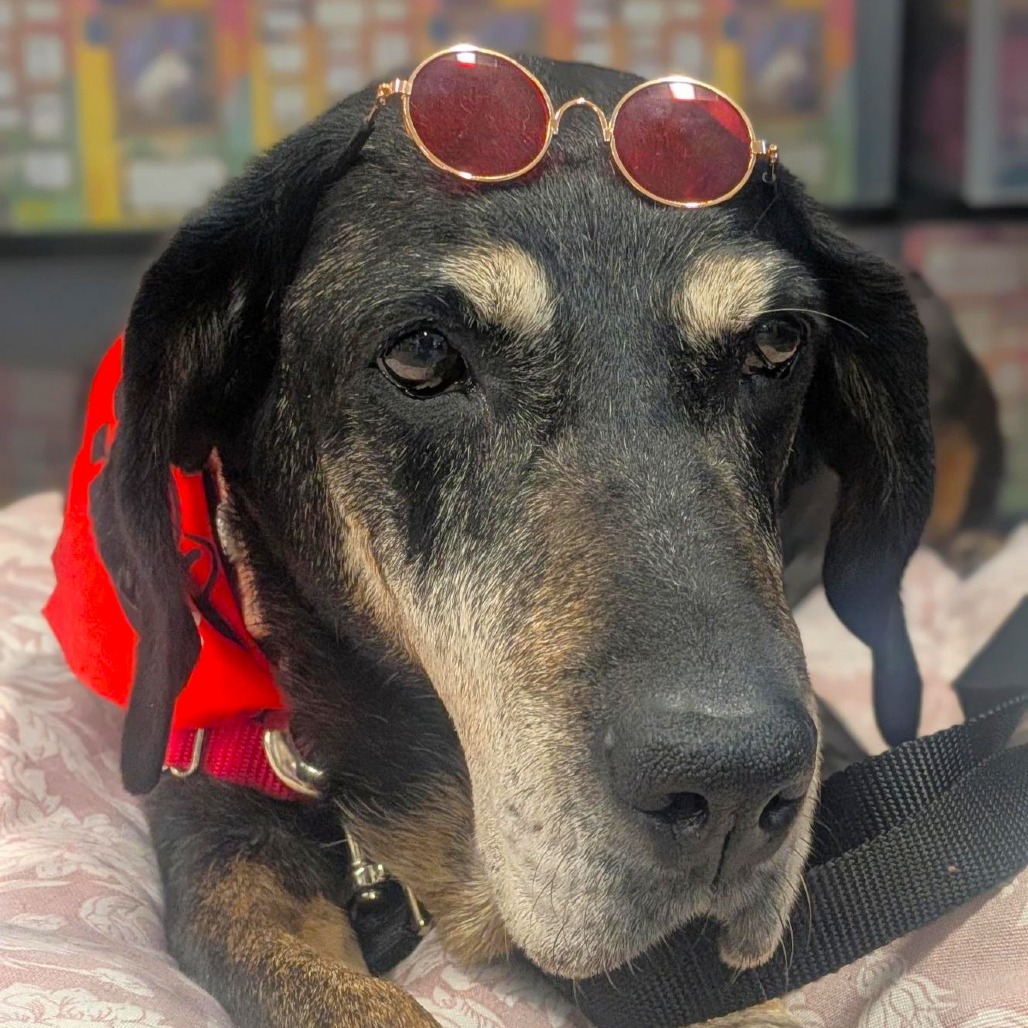 DOTTIE - Mixed Breed (Medium) available for adoption