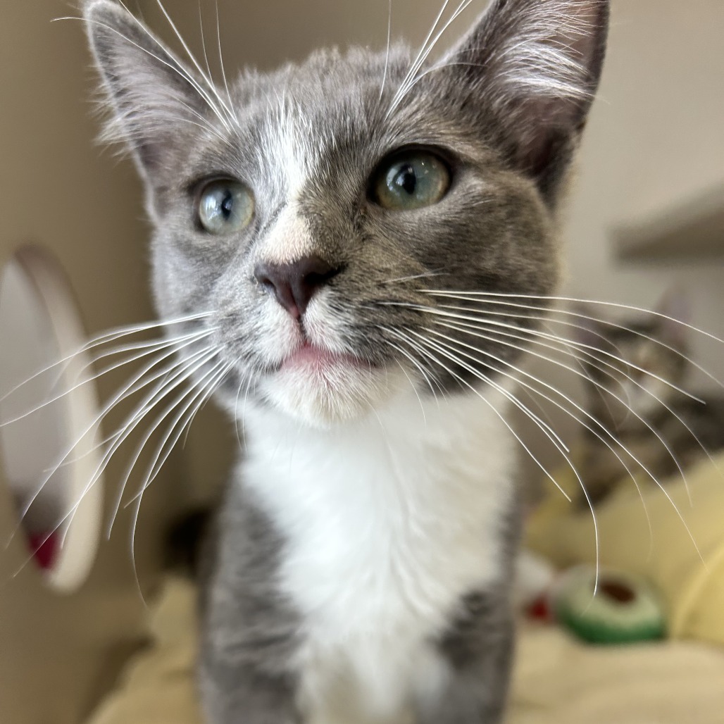 Boo - Domestic Shorthair/Mix