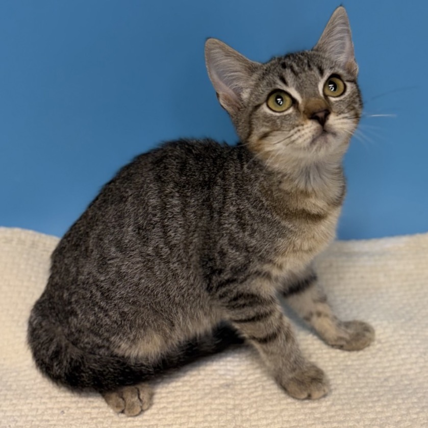 FROGGIE - Domestic Shorthair available for adoption
