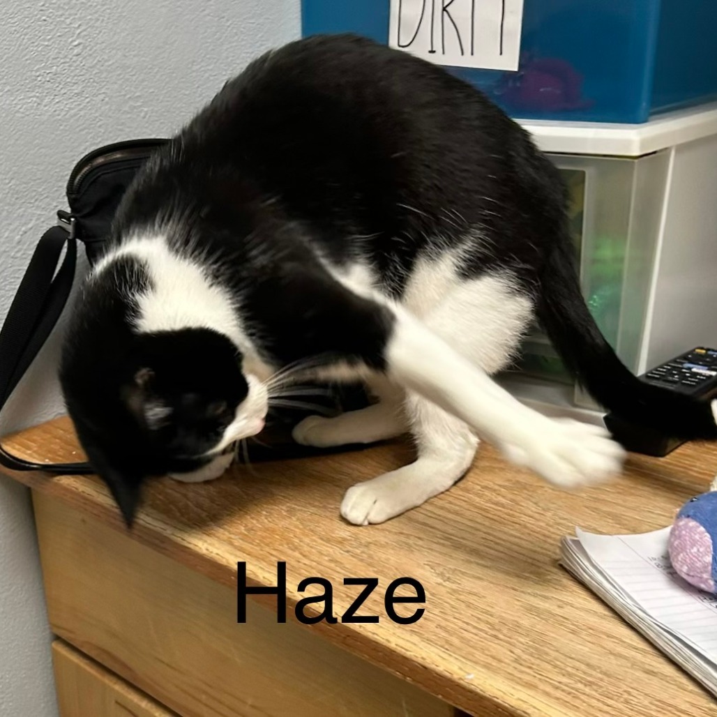 Haze--In Foster, photo 4