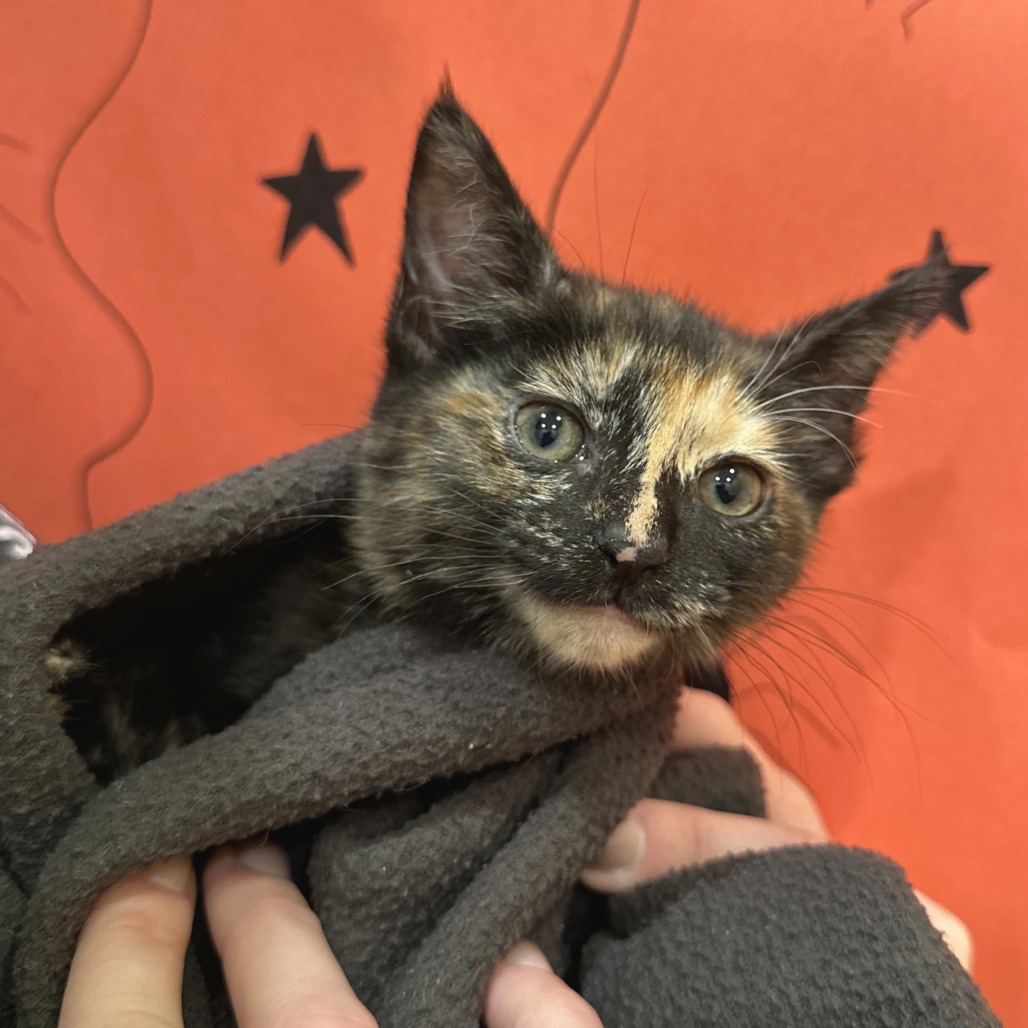 CINDER - Domestic Shorthair available for adoption