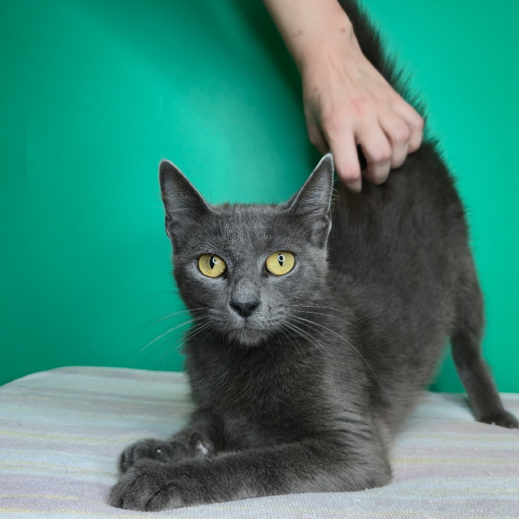 EMORY - Domestic Shorthair available for adoption