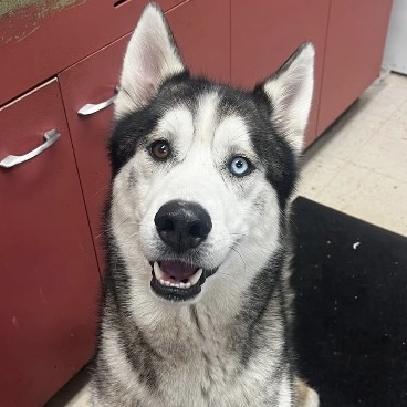 Borris, a Husky, Siberian