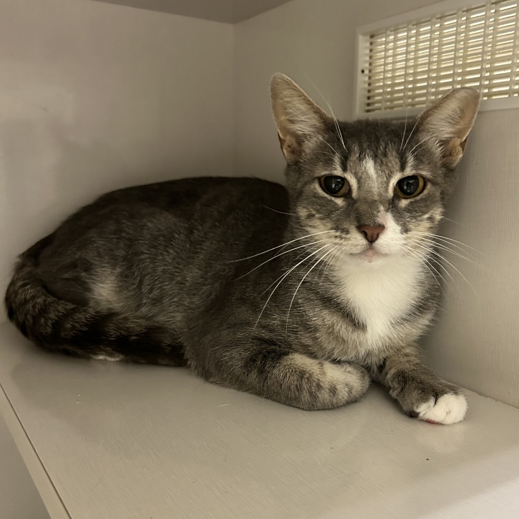 Cindy (queen) - Domestic Shorthair
