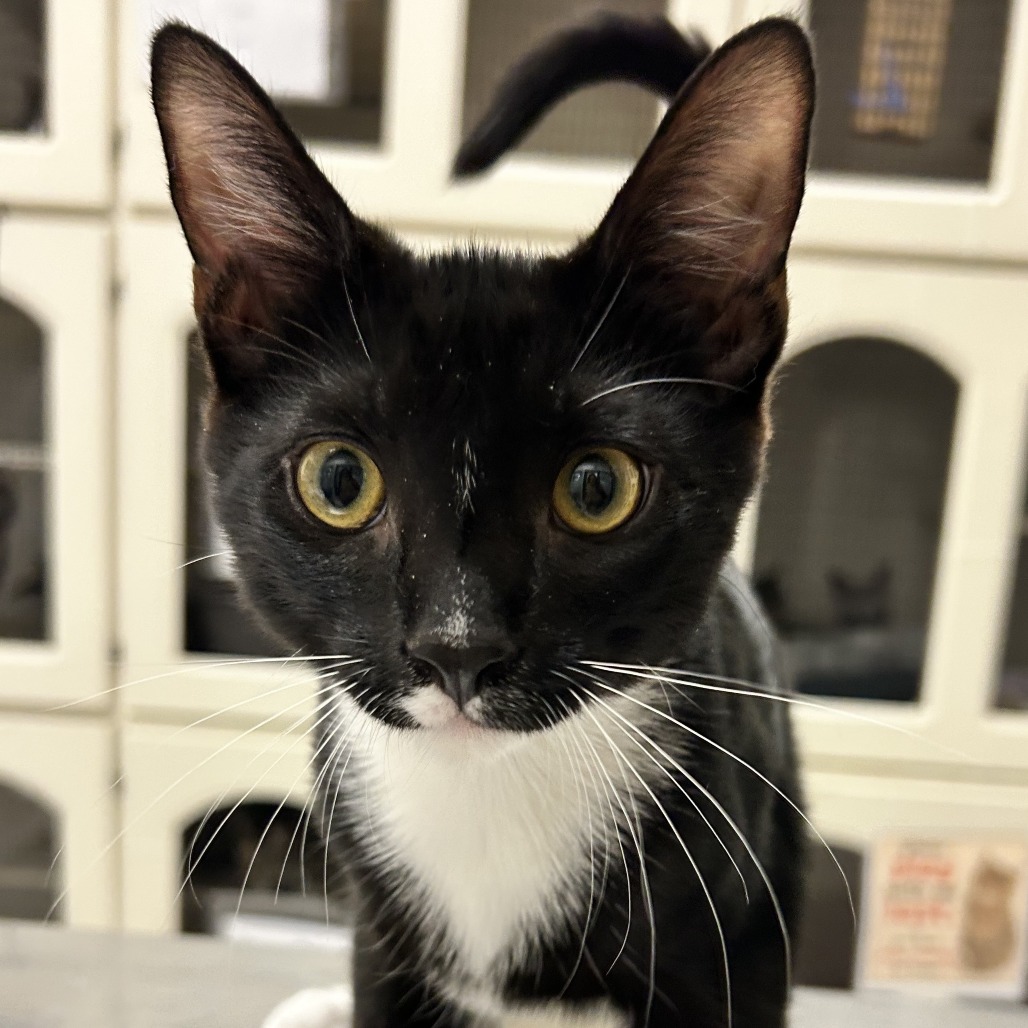 Penguin - Domestic Shorthair