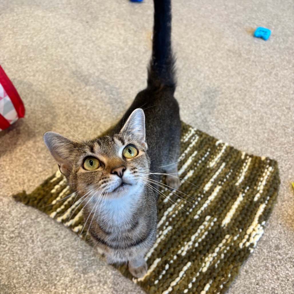 FULL KITCHEN REMODEL - Domestic Shorthair available for adoption