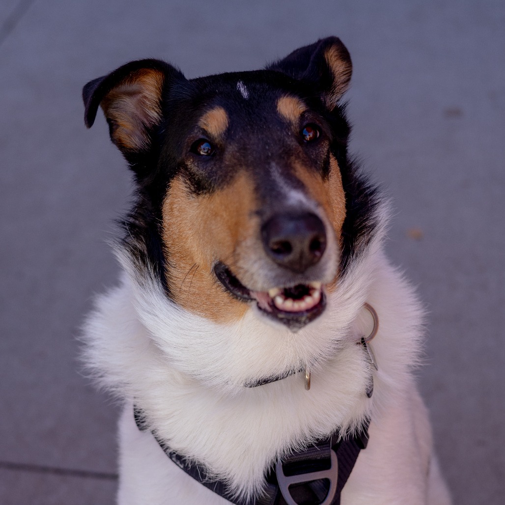 Odin