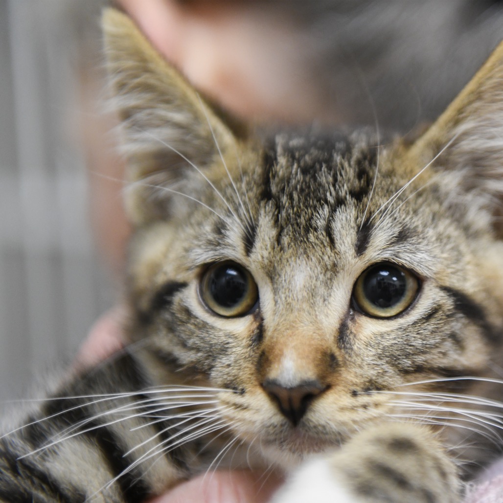Darcy - Domestic Shorthair