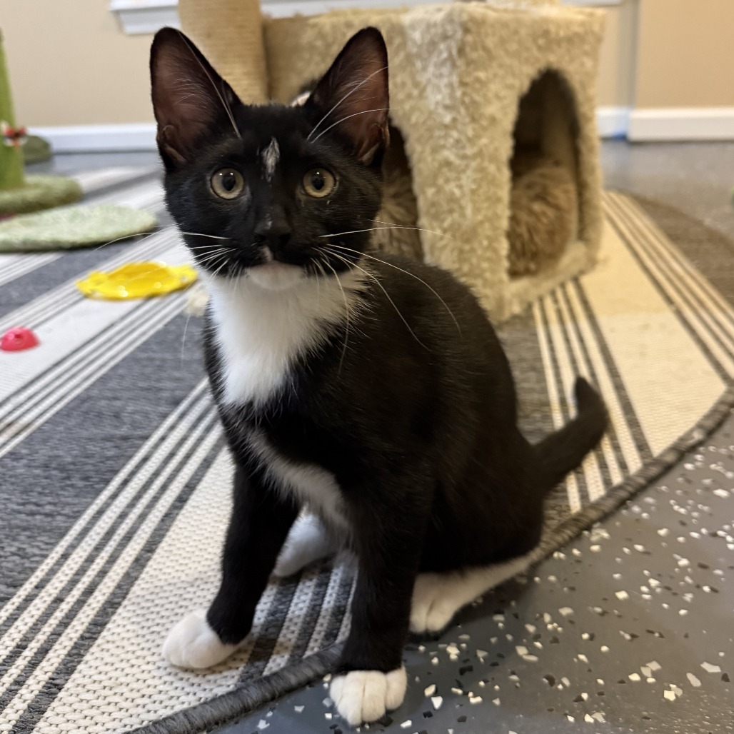 BILLY RAY - Domestic Shorthair available for adoption
