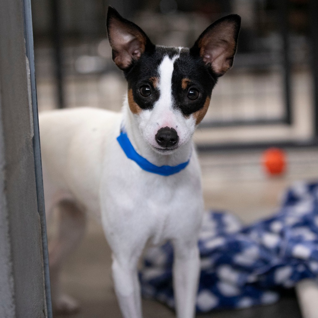 KOMERE (AG26-28) - Terrier / Rat available for adoption