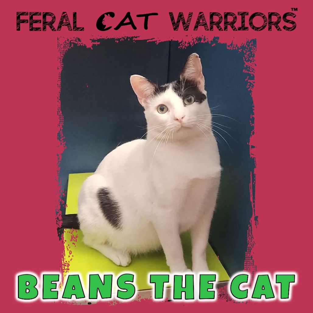 Beans The Cat