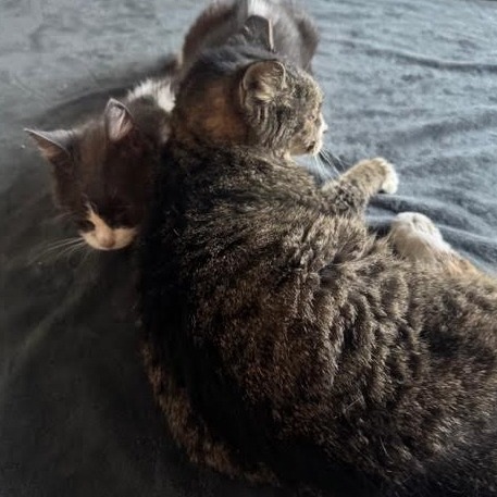 Bacon Bit — thumbnail 10