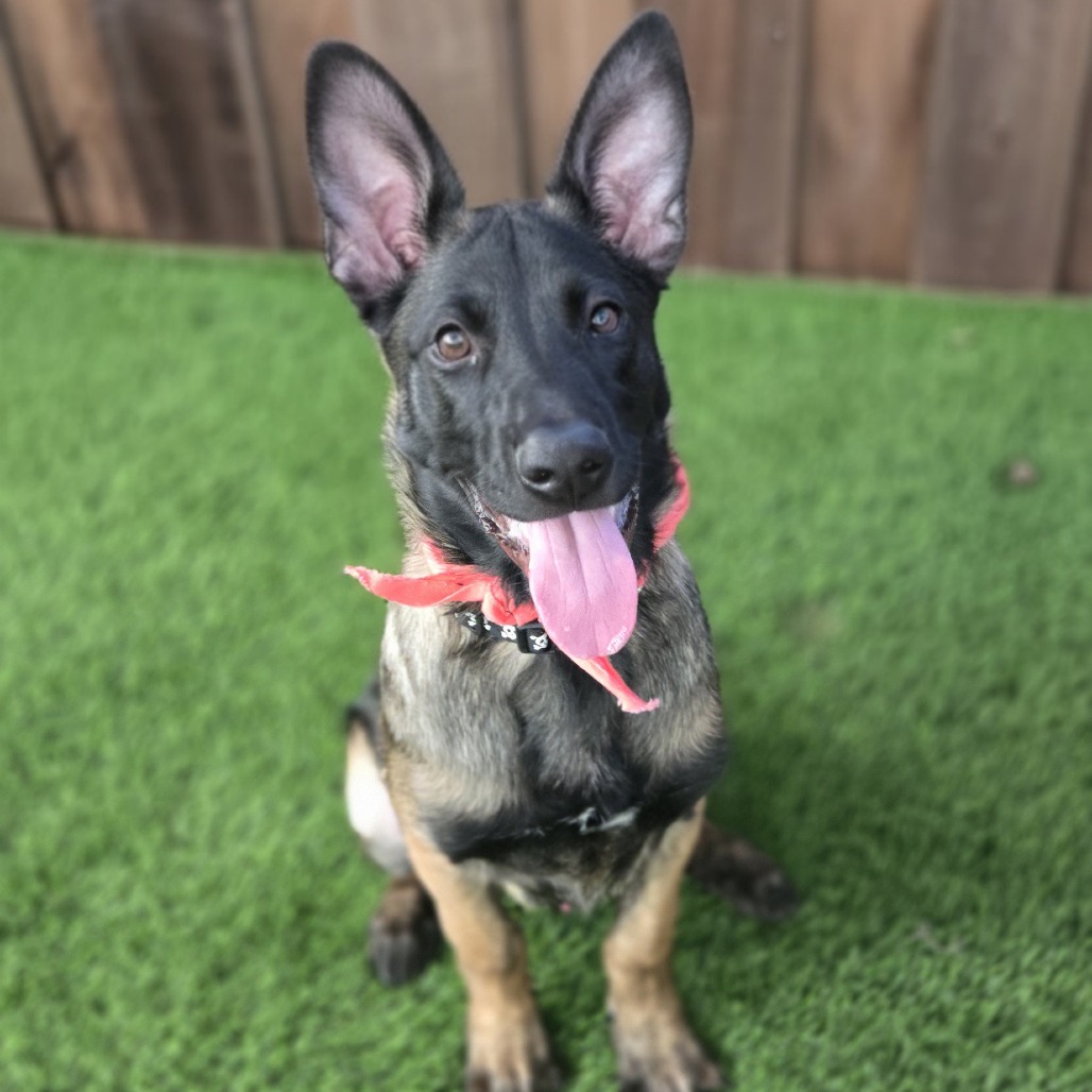 HUCKLEBERRY - Mixed Breed (Medium) available for adoption