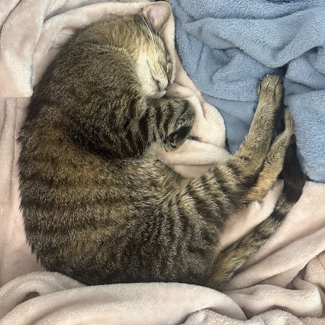 Mosey — thumbnail 8