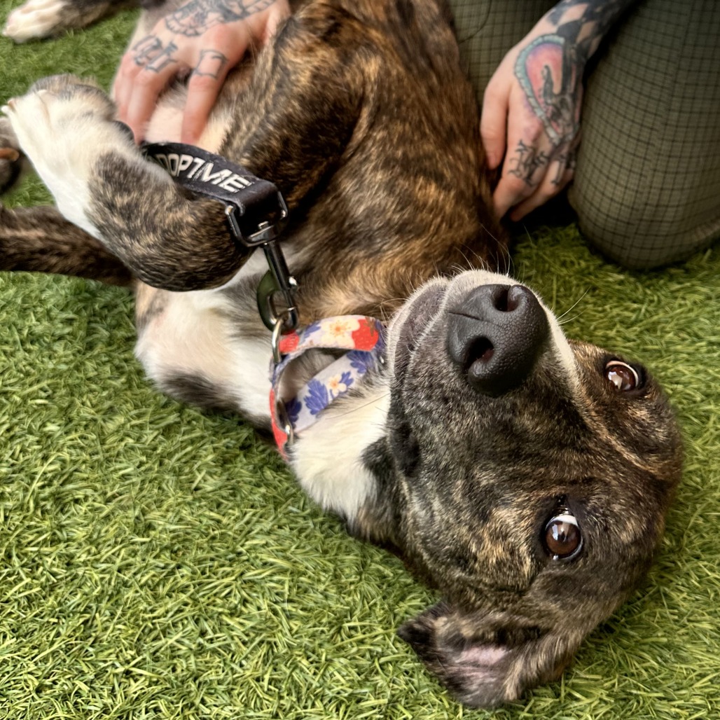 DAISY - Mixed Breed (Medium) available for adoption
