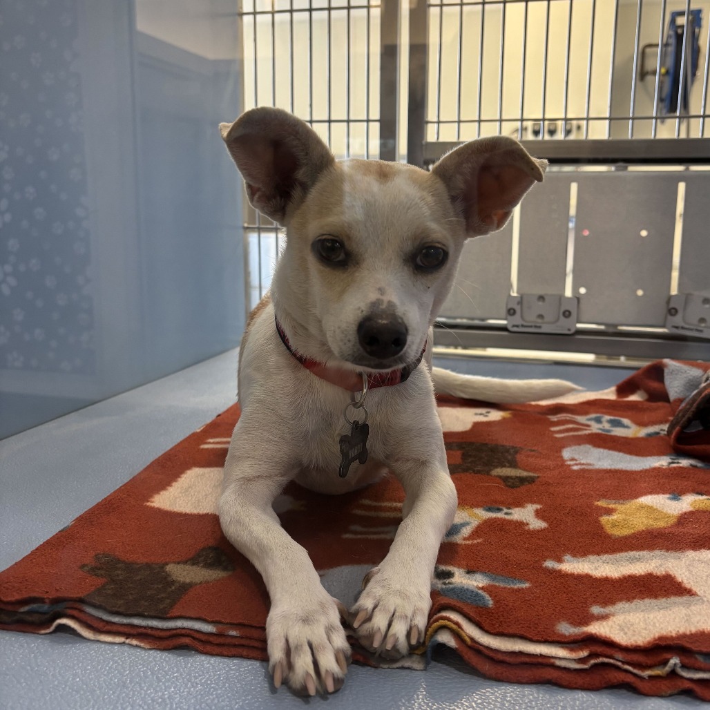 PRINCESS (PEANUT) - Chihuahua available for adoption