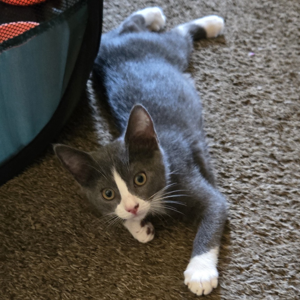 Sage, photo 2