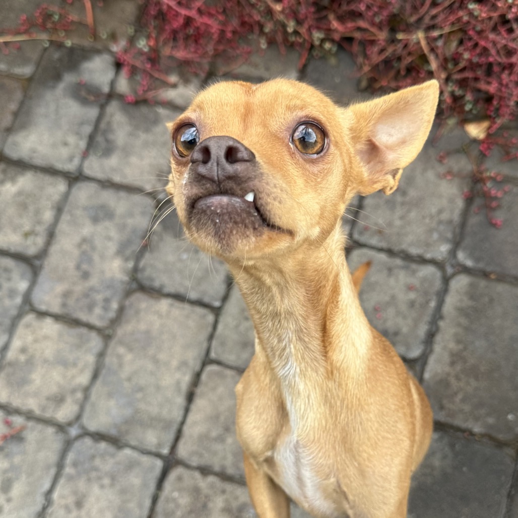 Axon — thumbnail 4