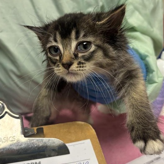 Short Rib: Male 3 Domestic Medium Hair