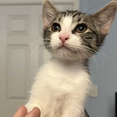 Lily: Female 2 Domestic Shorthair