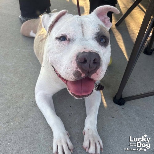 MS. PEACHES - Terrier, Pit Bull / Mix available for adoption