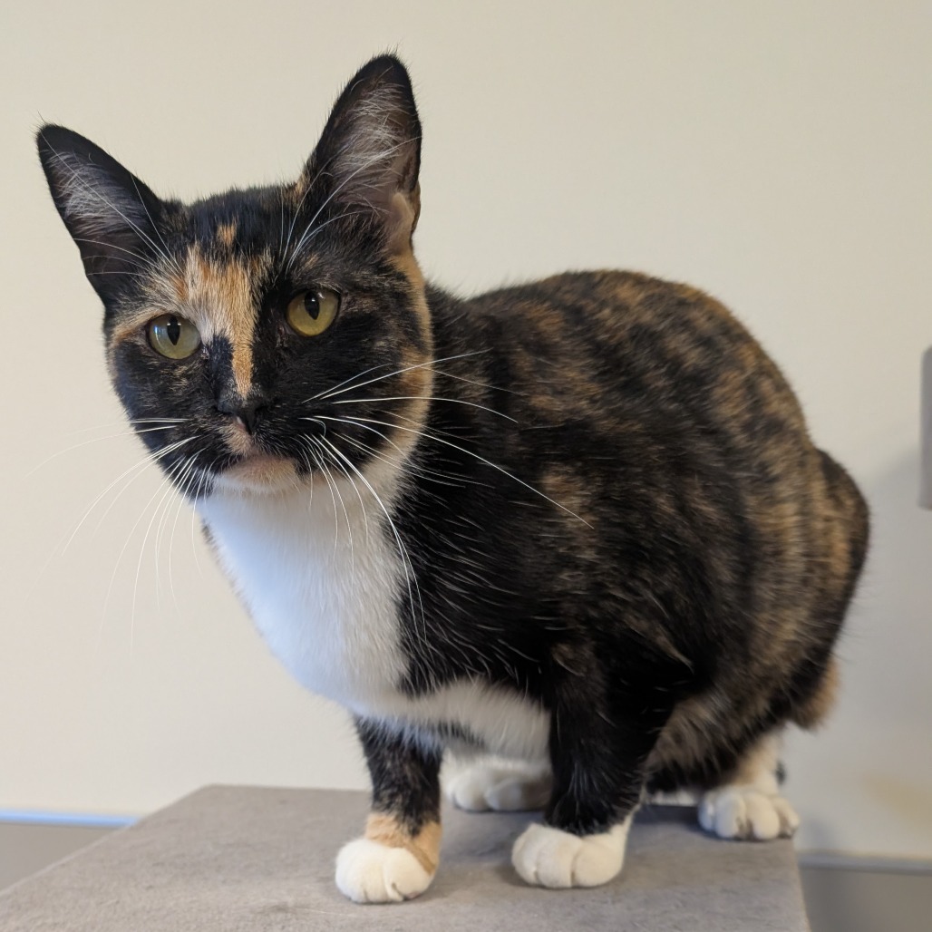 FELICITY - Domestic Shorthair available for adoption