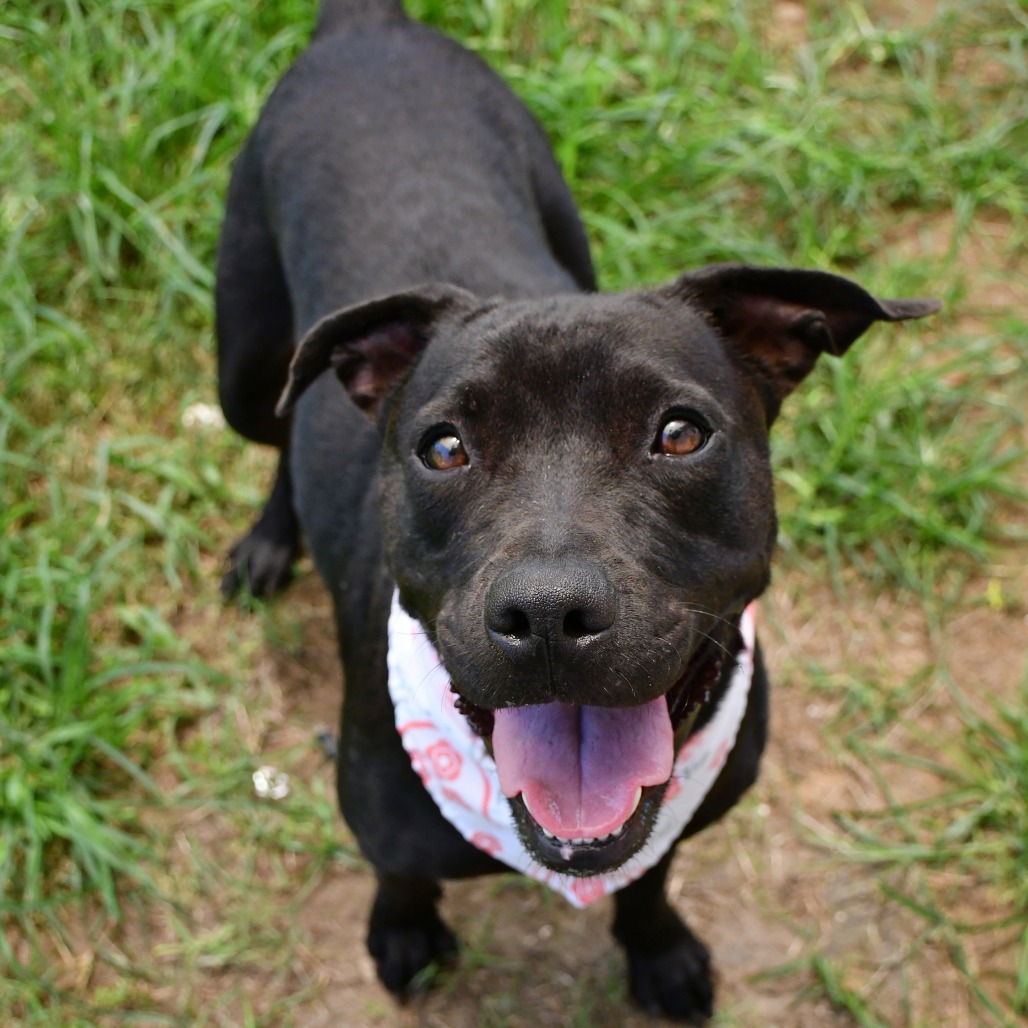 MARGOT - Terrier / Pit Bull available for adoption