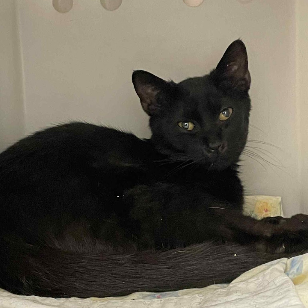 Slick — thumbnail 2