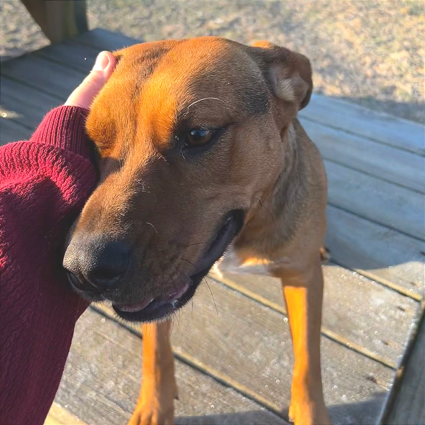 Chani — thumbnail 11