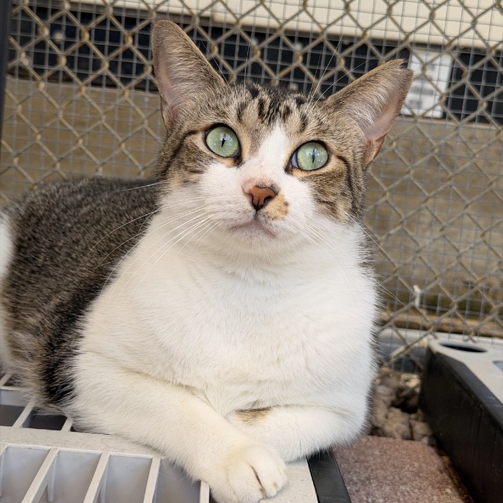 TULIP - Domestic Shorthair available for adoption